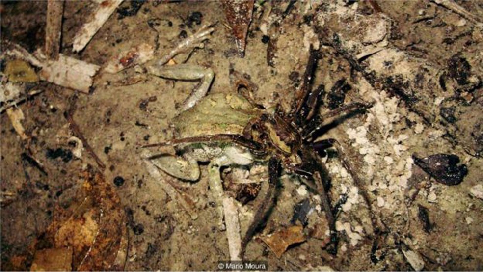 Aranha pescadora (Ancylometes rufus) se alimentando de um sapo (Dendropsophus melanargyreus) (Foto: Mario Moura)