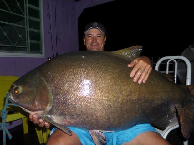 Em MT, pescador fisga peixe com mais de 38 kg no Rio Teles Pires Tambaqui
