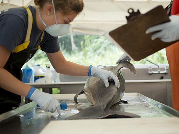 Funcionária do Aquário de Virgínia, nos EUA, faz necrópsia em golfinho morto na terça (6) (Foto: The Virginian-Pilot,L/Todd Spencer/AP)