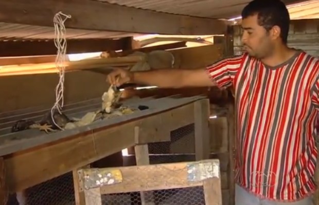 Sem energia para aquecer berçário, pintinhos também morreram em chácara de Abadia de Goiás (Foto: Reprodução/ TV Anhanguera)