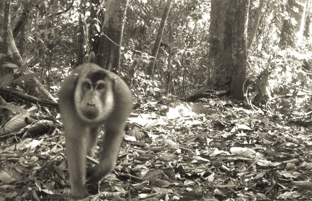 Macaco fotografado pelo projeto Team Network; mais de um milhão de imagens foram realizadas (Foto: Divulgação/Team Network)