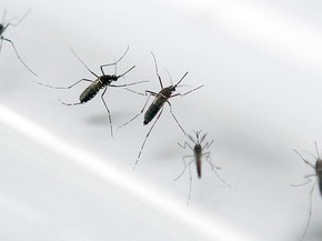 Conheca Cinco Focos De Reproducao Do Mosquito Aedes Aegypti Frequentemente Ignorados Bem Estar G1