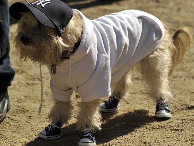 Evento em NY teve cão fantasiado de torcedor do New York Yankees (Foto: AFP)