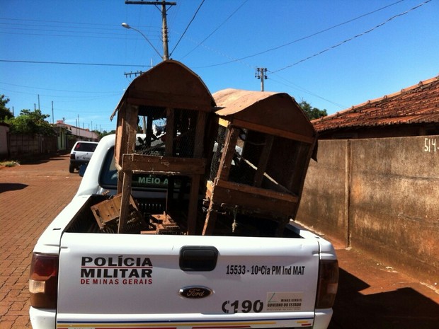Pássaros silvestres apreendidos Coromandel denúncia (Foto: Polícia de Meio Ambiente/Divulgação)