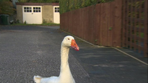 Ganso perdeu parte do bico em um acidente quando tinha 6 meses de idade. (Foto: BBC)