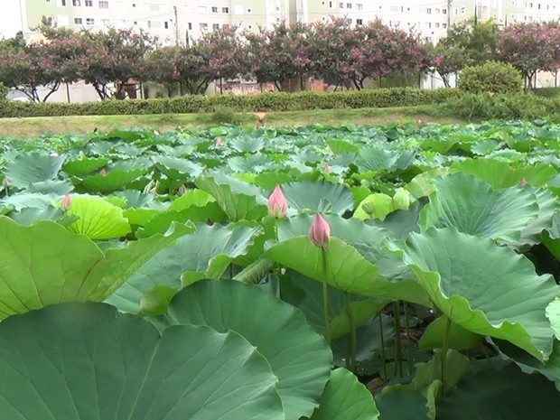 Flor De Lotus Floresce No Parque Das Aguas Em Campinas Veja Fotos Campinas E Regiao G1