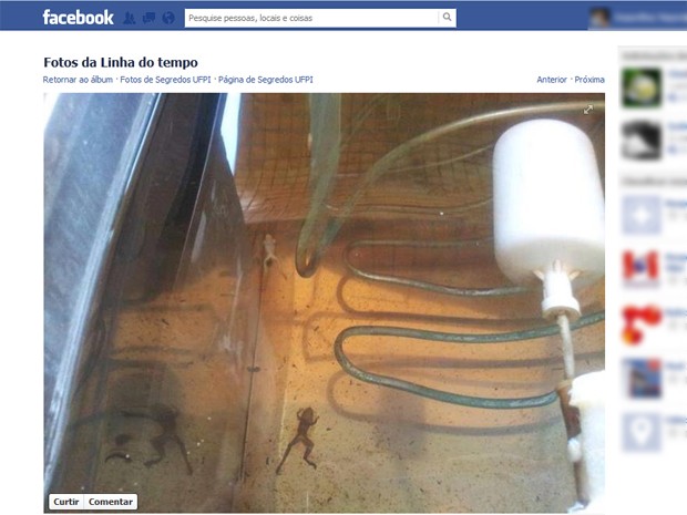 Aluno encontra perereca dentro de bebedouro da UFPI (Foto: Reprodução/Facebook)