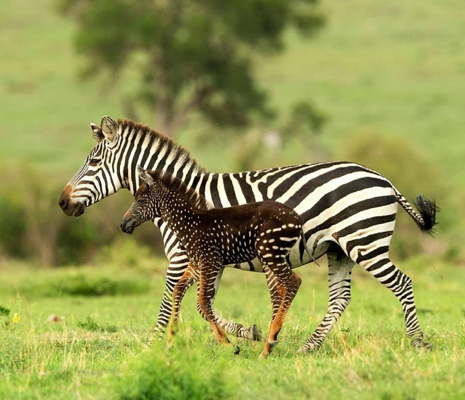 Zebra de bolinhas  (Foto: Reprodução Facebook Eros Africa Limited)