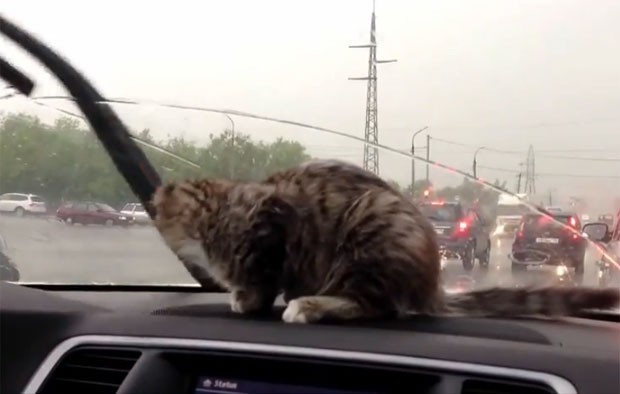 Gatinho parece brigar com limpador do para-brisas do carro (Foto: Reprodução/YouTube/Xetret)