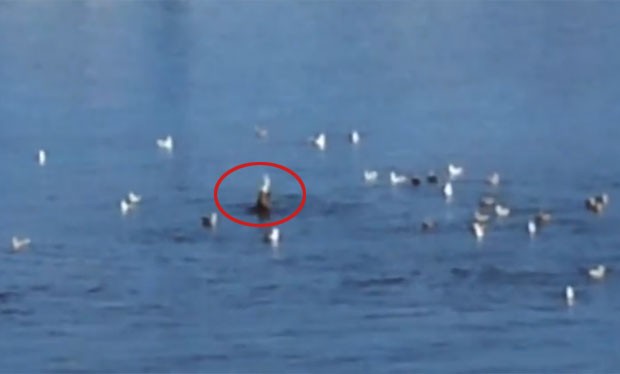 Leão-marinho foi cercado por aves enquanto devorava peixe (Foto: Reprodução/YouTube/The Oregonian)