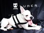 Uber fará transporte de animais de estimação no RJ e SP