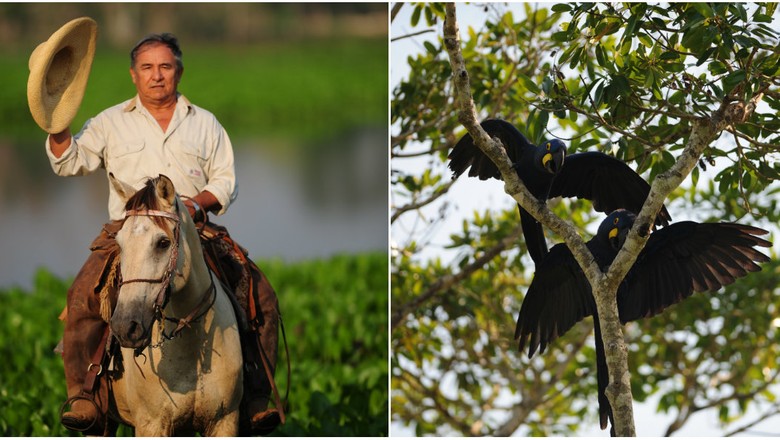 cavalo pulando no pantanal nhecoladia