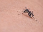 Amapá tem queda de 36% nos casos de dengue em 6 meses, diz governo