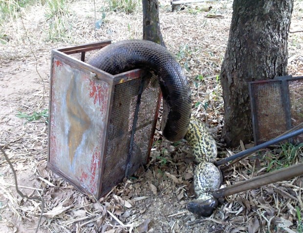 Cobra assustou por tamanho gigantesco (Foto: Divulgação / Corpo de Bombeiros)