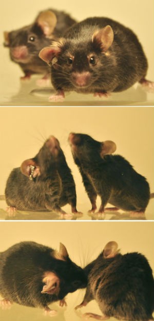 Camundongos: cientistas descobrem relação entre estresse na adolescencia edoenças mentais (Foto: Divulgação/S. Karaki e F.Tronche)