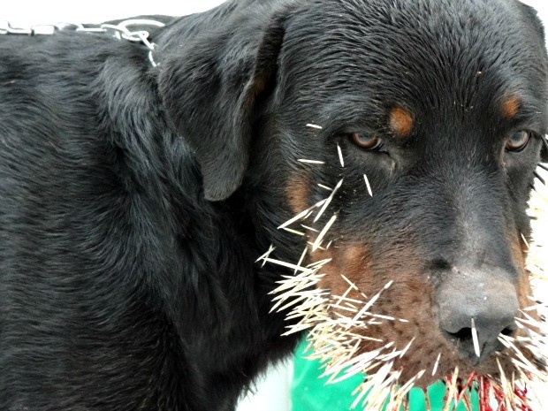 Cão da raça Rottweiler ficou com cerca de 1500 espinhos no rosto (Foto: Hospital Veterinário Center Dog)