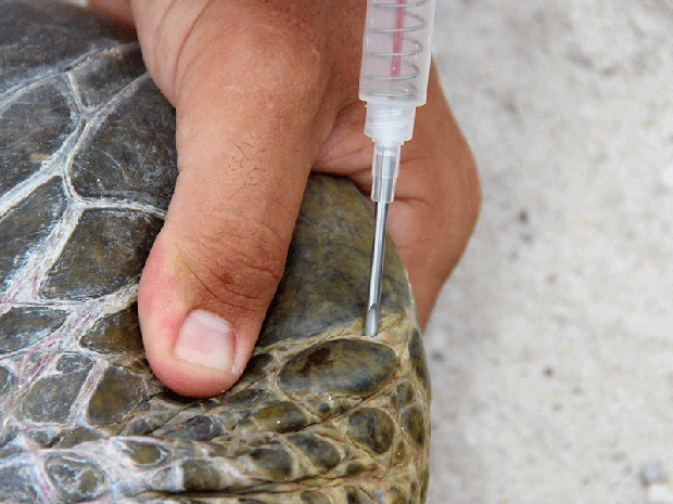 Microchips são implantados nas nadadeiras dianteiras esquerdas das tartarugas-verdes (Foto: Paula Baldassin/G1)