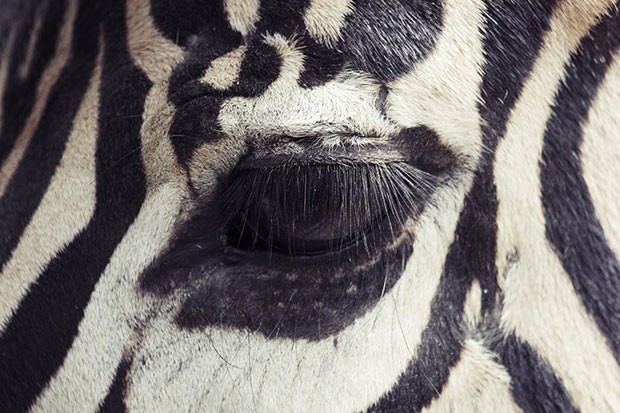 Olhar de uma zebra pela lente do fotógrafo espanhol Oscar Ciutat (Foto: Oscar Ciutat/Creative Commons)