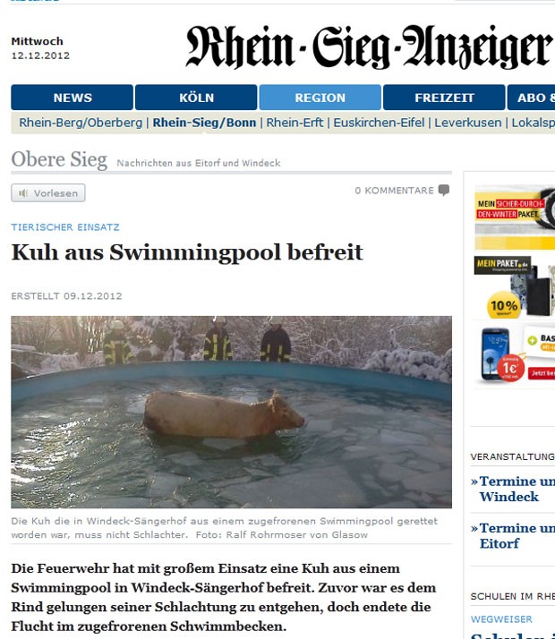 Vaca fugiu do abate e ficou presa em piscina congelada na Alemanha (Foto: Reprodução)