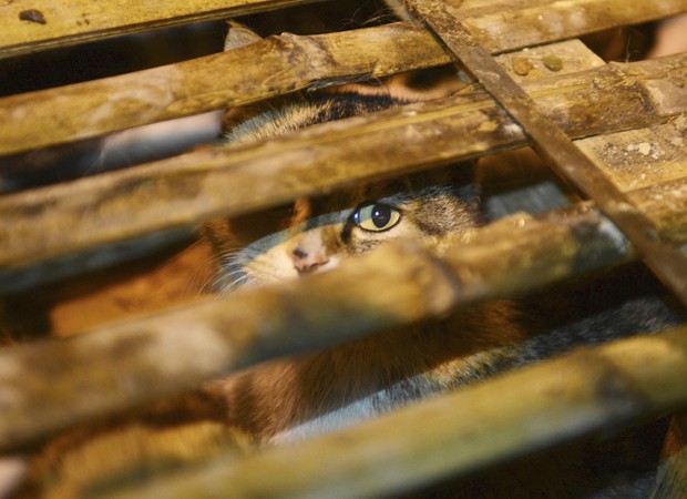 Gato preso em jaula era levado para ser vendido a restaurantes (Foto: China Daily/Reuters)