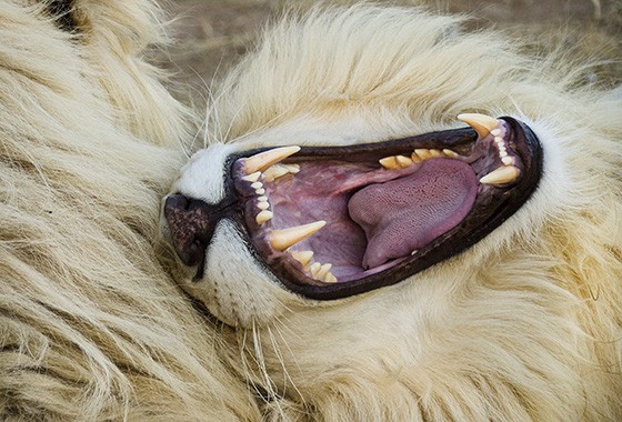 A saúde bucal de um dos leões brancos de Thandeka é inegável  (Foto: © Haroldo Castro/Época)