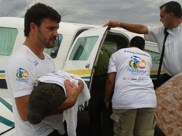 Peixe-boi foi embarcado em avião em Cruzeiro do Sul (Fot Genival Moura/G1)