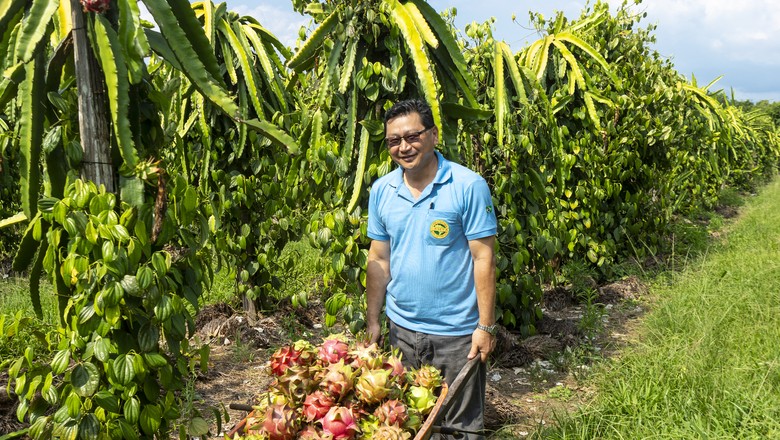 Alberto Oppata, presidente da Cooperativa Agrícola Mista de Tomé-Açú, em seu cultivo de pitaia e pimenta-do-reino (Foto: Fernando Martinho)