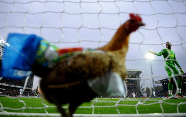 Galinha invadiu o campo no jogo entre Blackburn e Wigan (Foto: Getty Images)