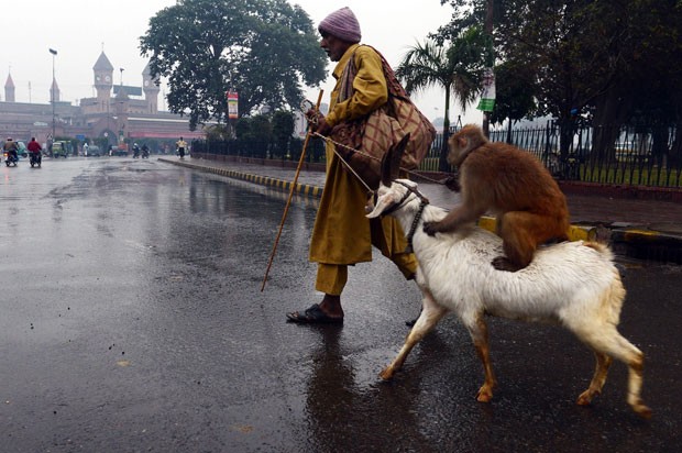 Um macaco foi fotografado nesta quinta-feira (13) montado em uma cabra que era puxada por seu dono na cidade de Lahore, no Paquistão. (Foto: Arif Ali/AFP)