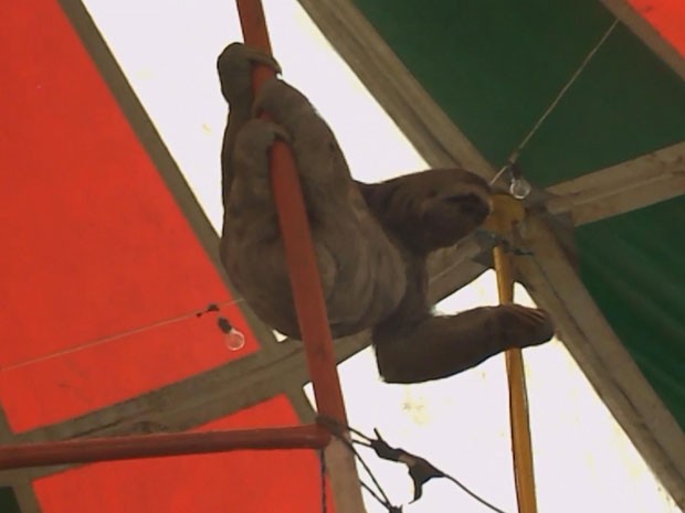 Preguiça foi resgatada de um picadeiro de circo em Paulista, PE (Foto: Reprodução / TV Globo)