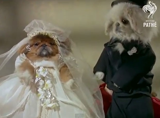 Vídeo de casamento canino filmado em 1956 faz sucesso na web. (Foto: Reprodução)
