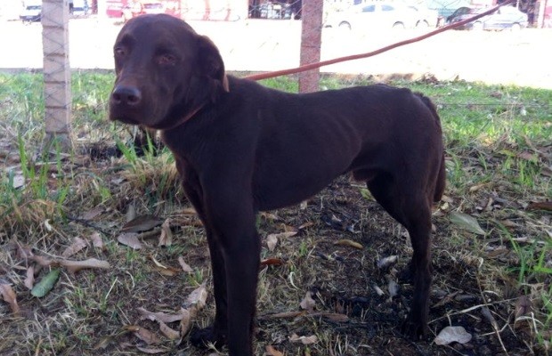 Animal passa bem após ser resgatado de erosão em Valparaíso de Goiás (Foto: Divulgação/ Corpo de Bombeiros)