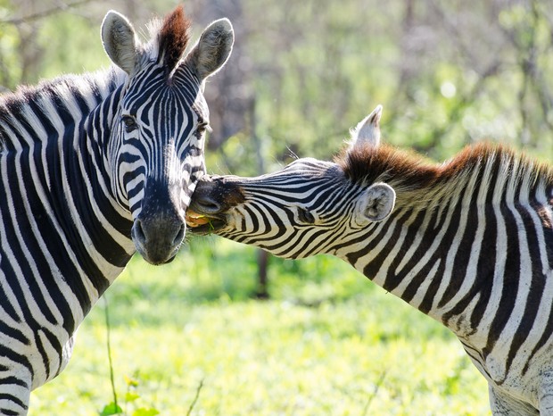 A África do Sul é um dos destinos preferidos para safári (Foto: Divulgação/ Sabi Sabi) A África do Sul é um dos destinos preferidos para safári (Foto: Divulgação/ Sabi Sabi)