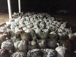 Ao todo 16 toneladas de maconha foram apreendidos em fazenda (Foto: Divulgação/Polícia Civil)