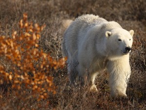 Urso polar em Churchill, no Canadá (Foto: Divulgação/Natural Habitat Adventures)