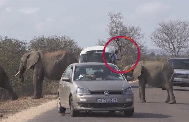 Turista foi criticado após colocar cabeça para fora do veículo para tirar selfie quando elefantes passavam (Foto: Reprodução/YouTube/Africa Adventures)