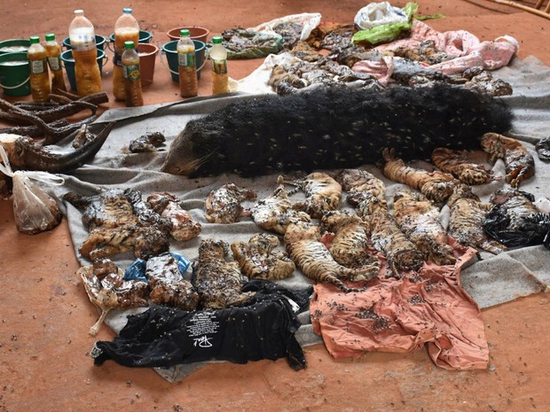 Quarenta filhotes de tigres e outros animais mortos foram encontrados congelados em um freezer do templo budista da Tailândia conhecido como Templo do Tigre, em Kanchanaburi. Autoridades fazem operação no local após polêmica por acusação de maus tratos (Foto: Reuters/Daily News)