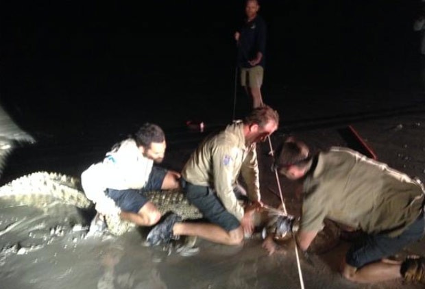 G Crocodilo De Metros Capturado Em Praia Popular Na Austr Lia