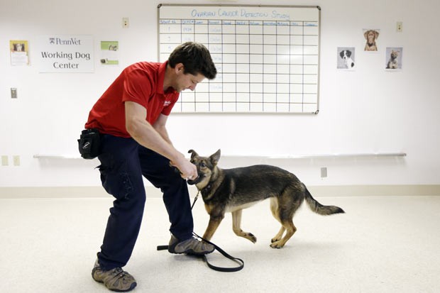 Jonathan Ball pratica com o cão Tsunami na primeria fase do treinamento para estudo que envolve o reconhecimento pelos cães de tecidos com câncer.  (Foto: AP Photo/Matt Rourke)
