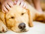 Calor e baixa imunidade causam infecções de pele em cães e gatos