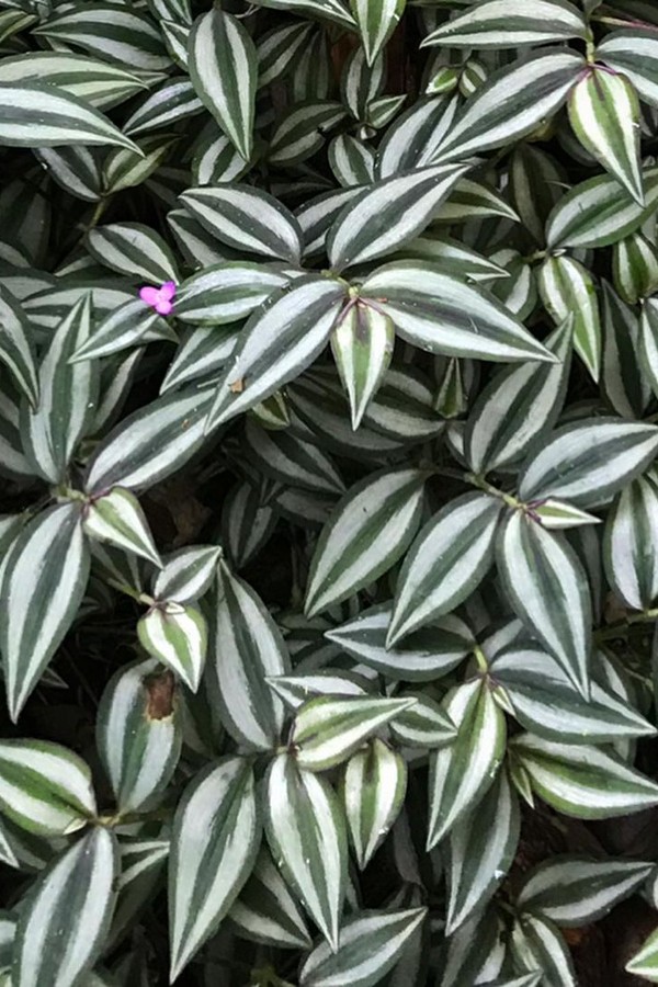 Tudo sobre lambari: planta resistente e fácil de cuidar (Foto: Reprodução/ Instagram/ @estudiojardimurbano)