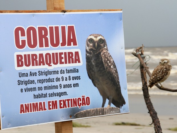 Animal em extinção ganhou ajuda de moradores de Itanhaém, SP (Foto: Kátia Doenz/Prefeitura de Itanhaém)