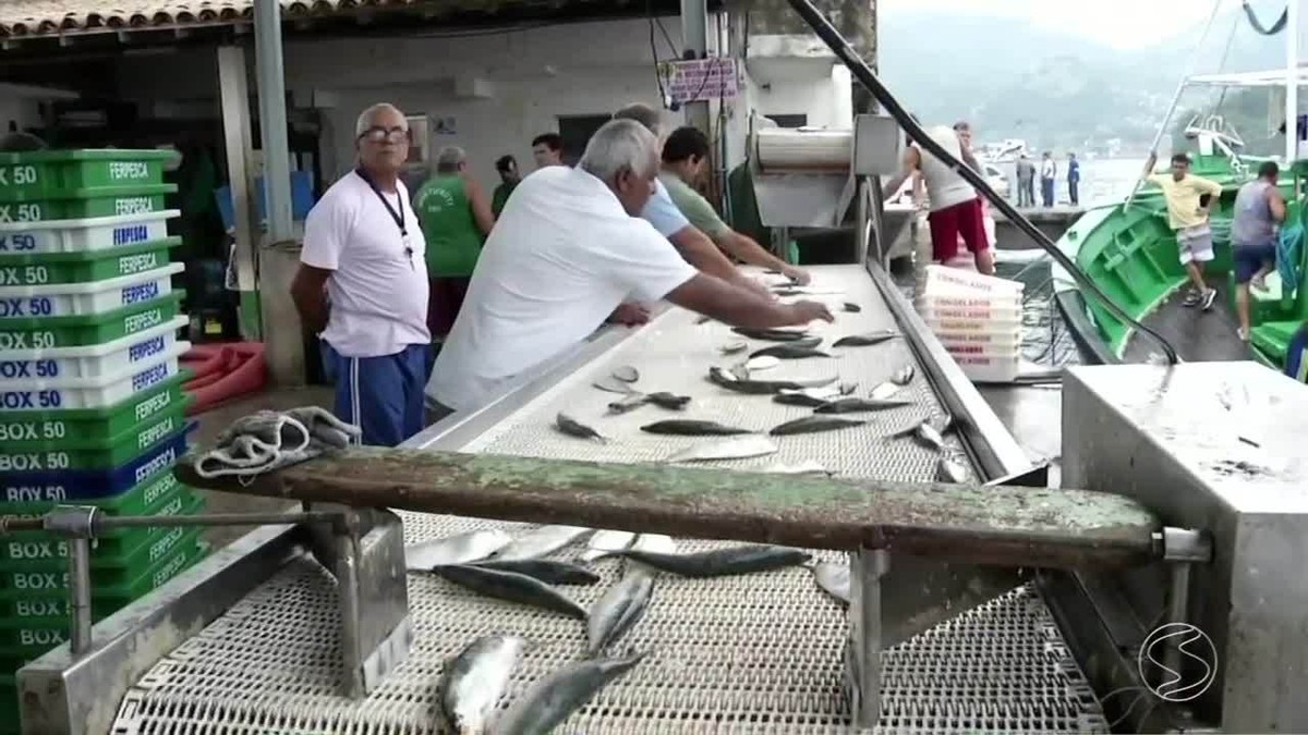 Pescadores relatam dificuldades na pesca da sardinha em Angra ... - Globo.com