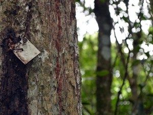 Árvore numerada durante pesquisa sobre espécies em mata - Piracicaba (Foto: Thomaz Fernandes/G1)