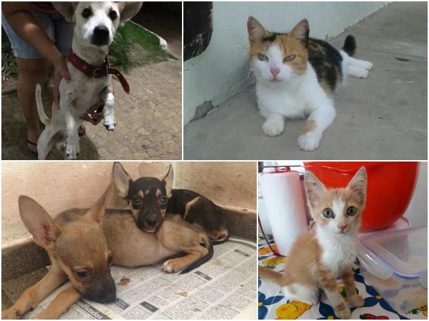 ONGs do lar a ces e gatos em situao de rua na capital (Foto: Reproduo/Instagram)