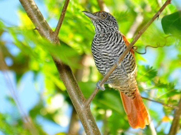 Choca Listrada Chama A Atencao Pela Plumagem Que Parece Um Casaco Fauna G1 Vendo casal tecelão gigante cabeça preta tenho juvenis deste ano a 15€ cada troco por exóticos do meu gosto. g1 globo