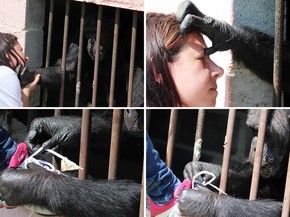 Meire recebe o carinho da chimpanzé Catarina, que trabalhou durante décadas em circos e chegou a figurar em programas de auditório (Foto: Geraldo Jr./G1)