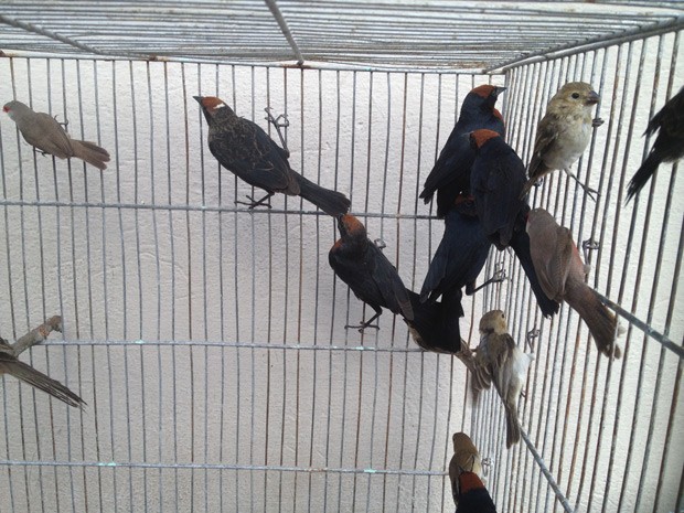 Aves silvestres serão levadas para o Centro de Triagem do Ibama (Cetras) (Foto: Walter Paparazzo/G1)