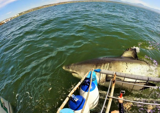 Em outra imagem, tubarão nadou ao lado da gaiola (Foto: Reprodução/Facebook/White Shark Africa)