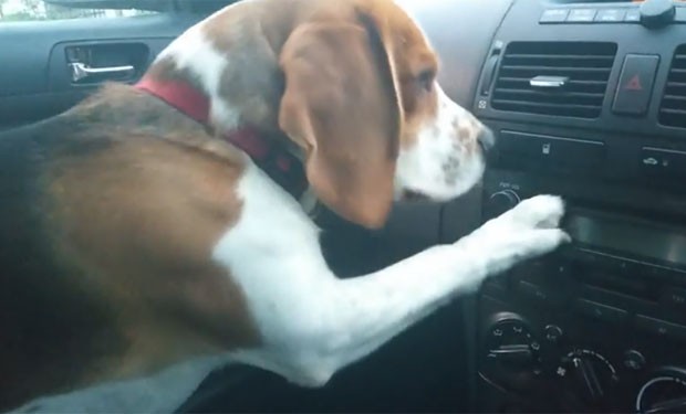 Daniel Drzewiecki ensinou seu cão da raça beagle a ligar o som do carro (Foto: Reprodução/YouTube/Charlie The Beagle and Laura Olivia)